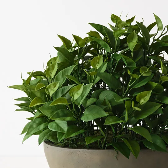 Lush green pothos plant in a grey concrete pot