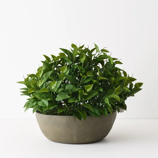 Lush green potted plant in gray bowl on white background