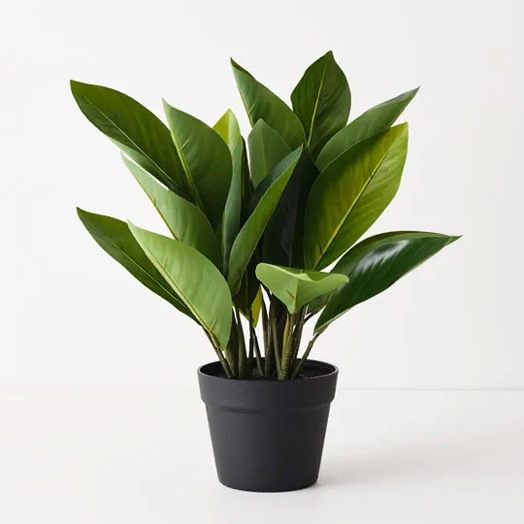 Lush green ZZ plant in black pot