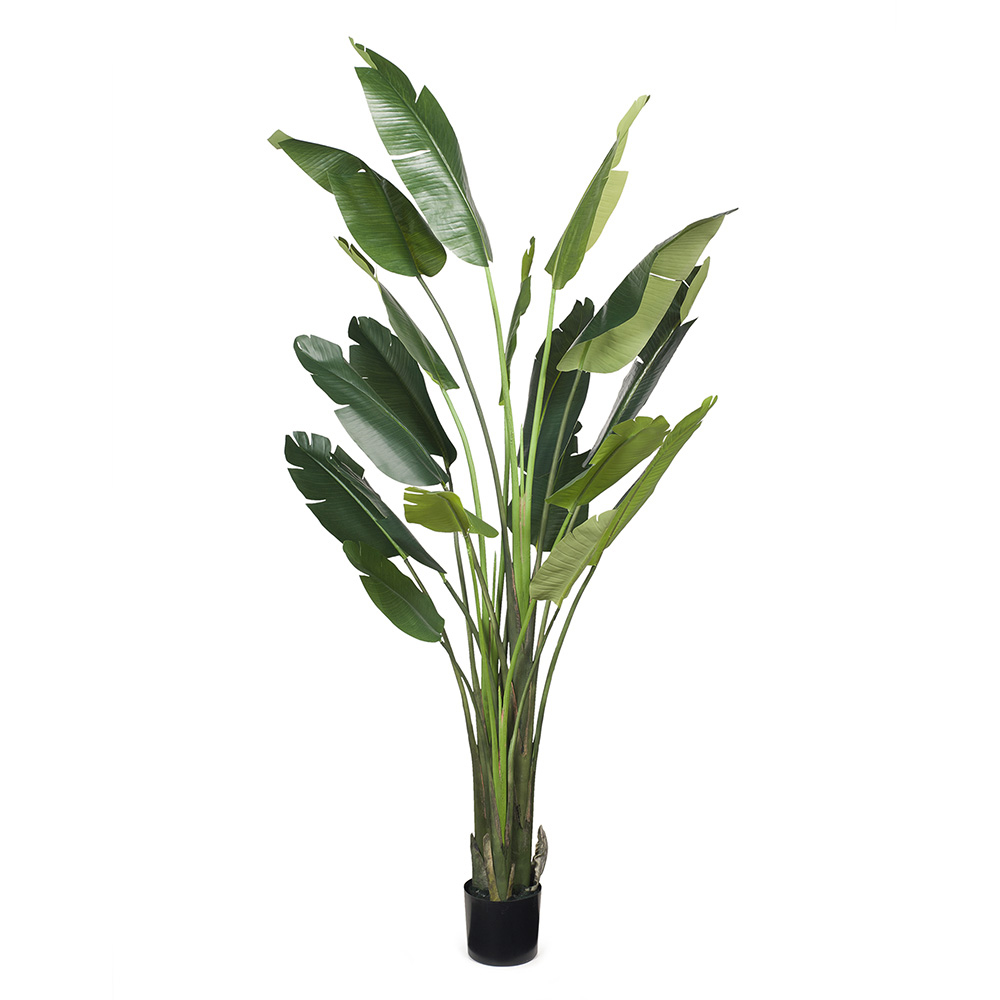 Tall indoor banana plant in black pot