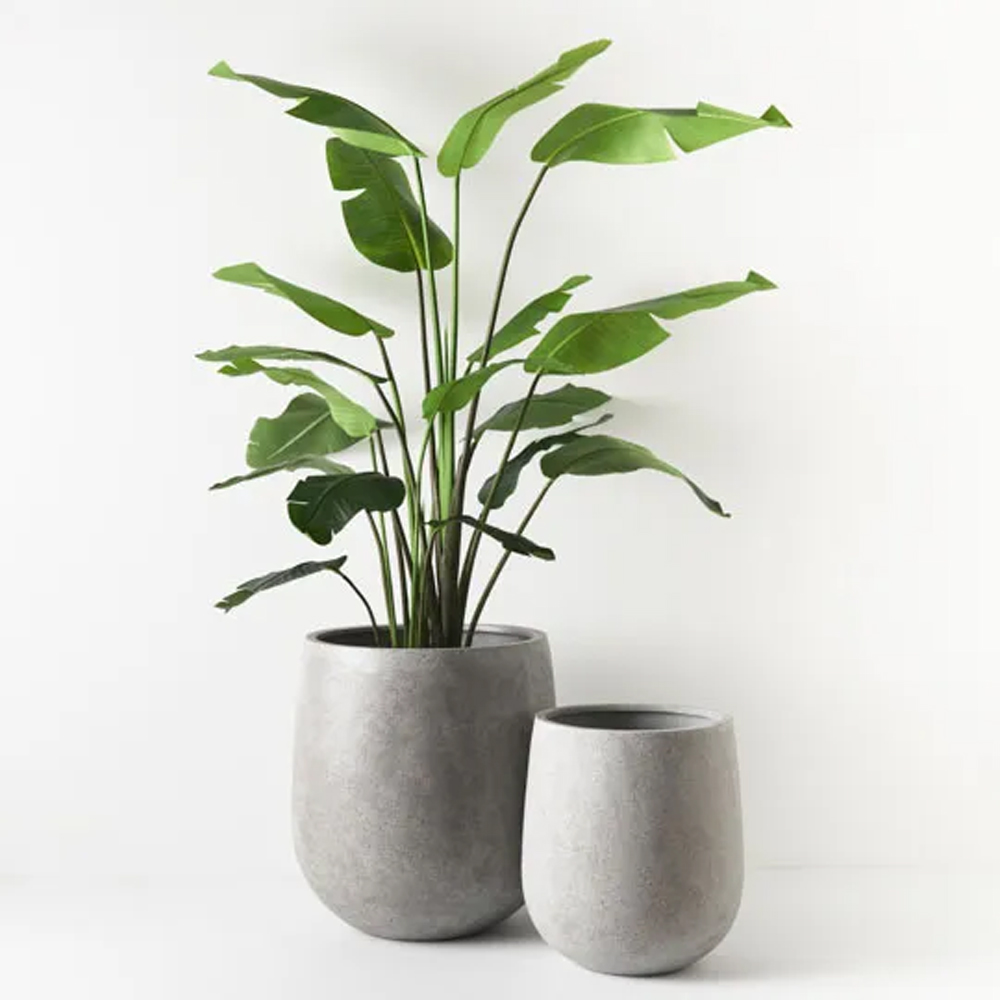 Large and small pots with tropical plant, white background