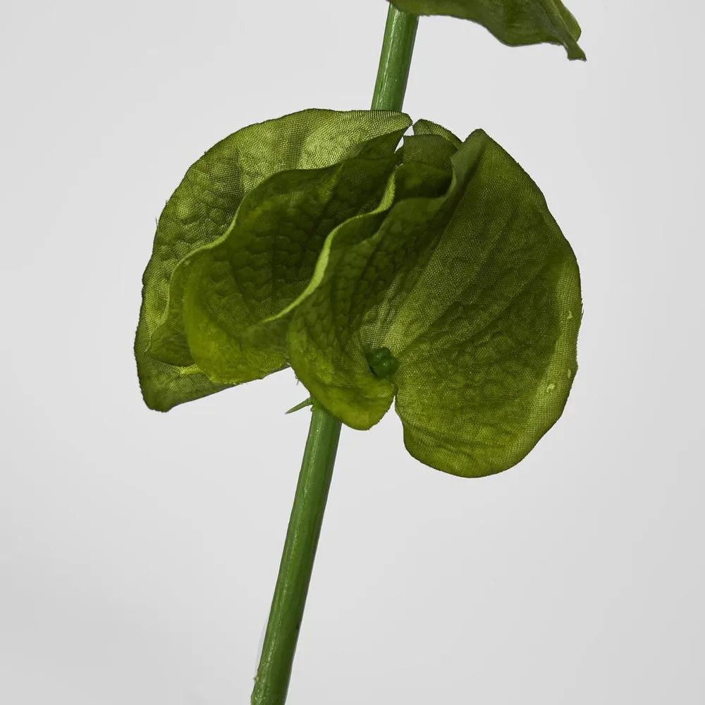 Close-up of green leaf on white background