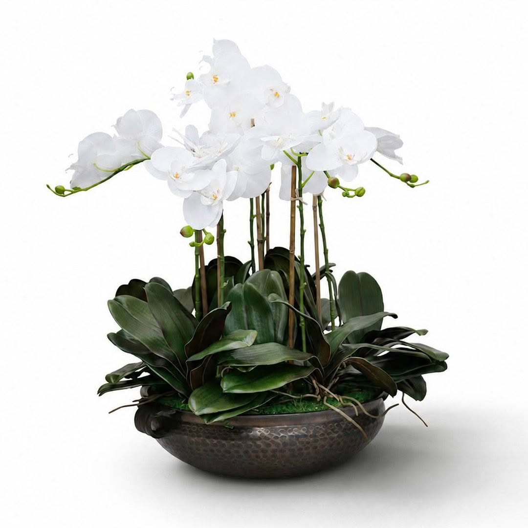 CHAMONIX_ORCHID_LARGE-v1