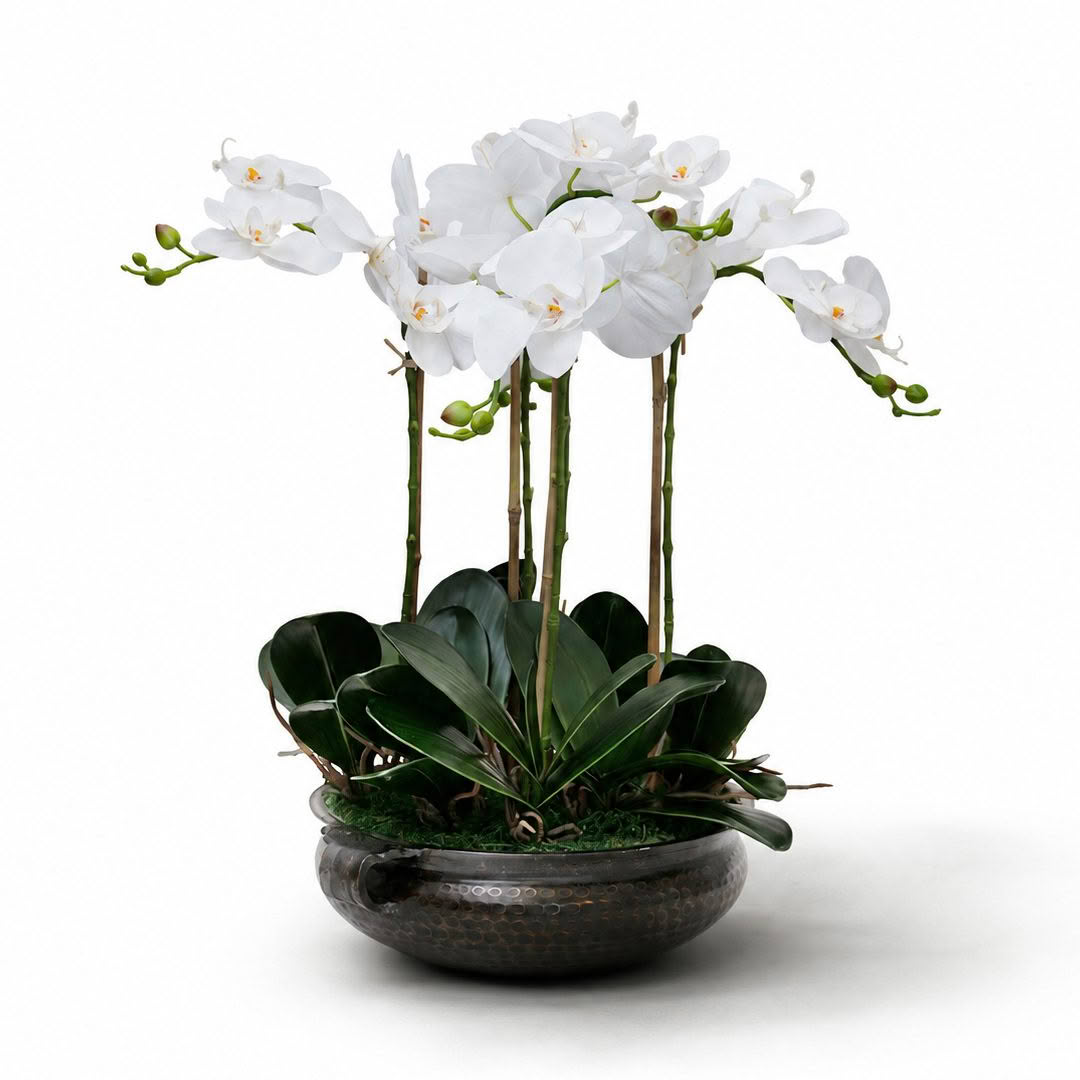 CHAMONIX_ORCHID_SMALL v1